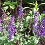 Salvia (Salvia 'Mystic Spires Blue')