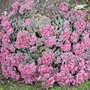Sedum