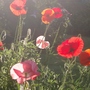 Janes_birthday__summer_garden_019