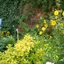 Escallonia in summer (Escallonia)