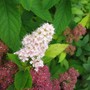 Spirea (Spiraea japonica)