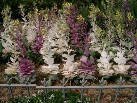 More Not Cabbages