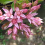 Sedum (Sedum)