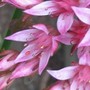 Close up of Sedum (Sedum)