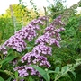 Buddleia Davidii ??? (Buddleja davidii (Butterfly bush))