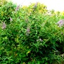 Buddleia shrub. (Buddleja davidii (Butterfly bush))