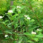 Cornus Sibirica (Cornus Sibirica)