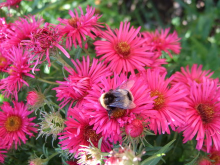 Alma Potschke with a visiting bee. (Aster novae-angliae)
