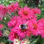 Aster__alma_potschke_