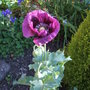 Poppy