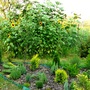 Conifer bed with sunflower forest behind.