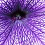 Copy_of_garden_441