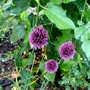 Group of alliums next to Mulberry tree (Allium ostrowskianum)