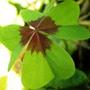 Copy_of_garden_436