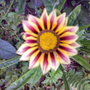 Gazania (Gazania rigens (Gazania Daybreak Mix))