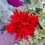 poppy (Papaver somniferum (Opium poppy))