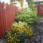 Astilbe, hosta and violas