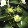 Finally, a strawberry! (fragaria ananassa)