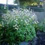 Astrantia major (Astrantia major)