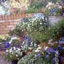 Patio containers