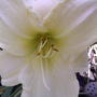 A bit closer... (Hemerocallis 'Cool It')