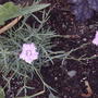 Bath's Cheddar Pinks (Dianthus 'Bath's Pink')