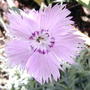 Pinks (Dianthus 'Bath's Pink')