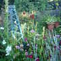 More Astrantia (Astrantia major)