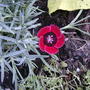 Eastern Star Pinks (Dianthus 'Red Dwarf')