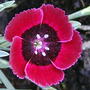 Red pinks (Dianthus 'Red Dwarf')
