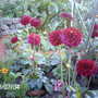 Dahlia 'Natal' (Dahlia)