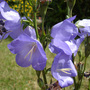 Campanula__telham_beauty_