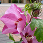 Hibiscus_2