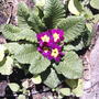 Primroses are still blooming (Primula vulgaris)