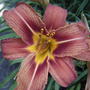 2008-07-04_015_orange_daylilies