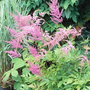 Astilbe -1 (Astilbe)
