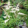 Astilbe_-_2