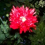 Poppy at night (Papaver somniferum (Opium poppy))