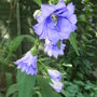 Campanula_trachelium_-_double_blue_form.jpg (Campanula trachelium)
