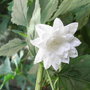 Campanula_trachelium_-_double_white_form.jpg (Campanula trachelium)