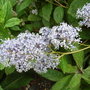 Ceanothus 'Gloire de Versailles' - close-up (Ceanothus 'Gloire de Versailles')
