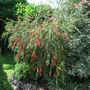 Callistemon linearis (Callistemon linearis)