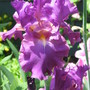 Cranberry Ice (Iris germanica (Orris))