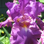 Iris (Iris germanica (Orris))