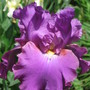 Iris Cranberry Ice (Iris germanica (Orris))