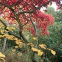 Japanese acer