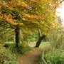 Autumn trees
