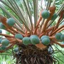Cycas calcicola (Cycas calcicola)