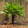 Cycas amstrongii (Cycas amstrongii)
