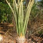 Cycas amstrongii (Cycas amstrongii)